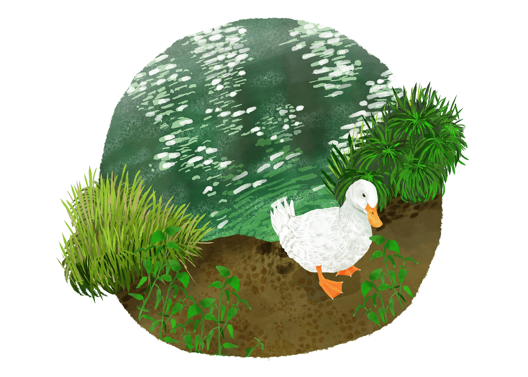 川で泳いできたアヒル