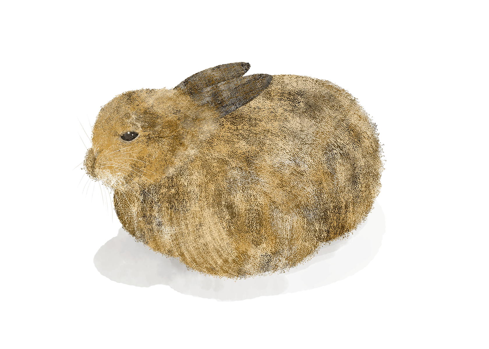 星の瞳のうさぎ