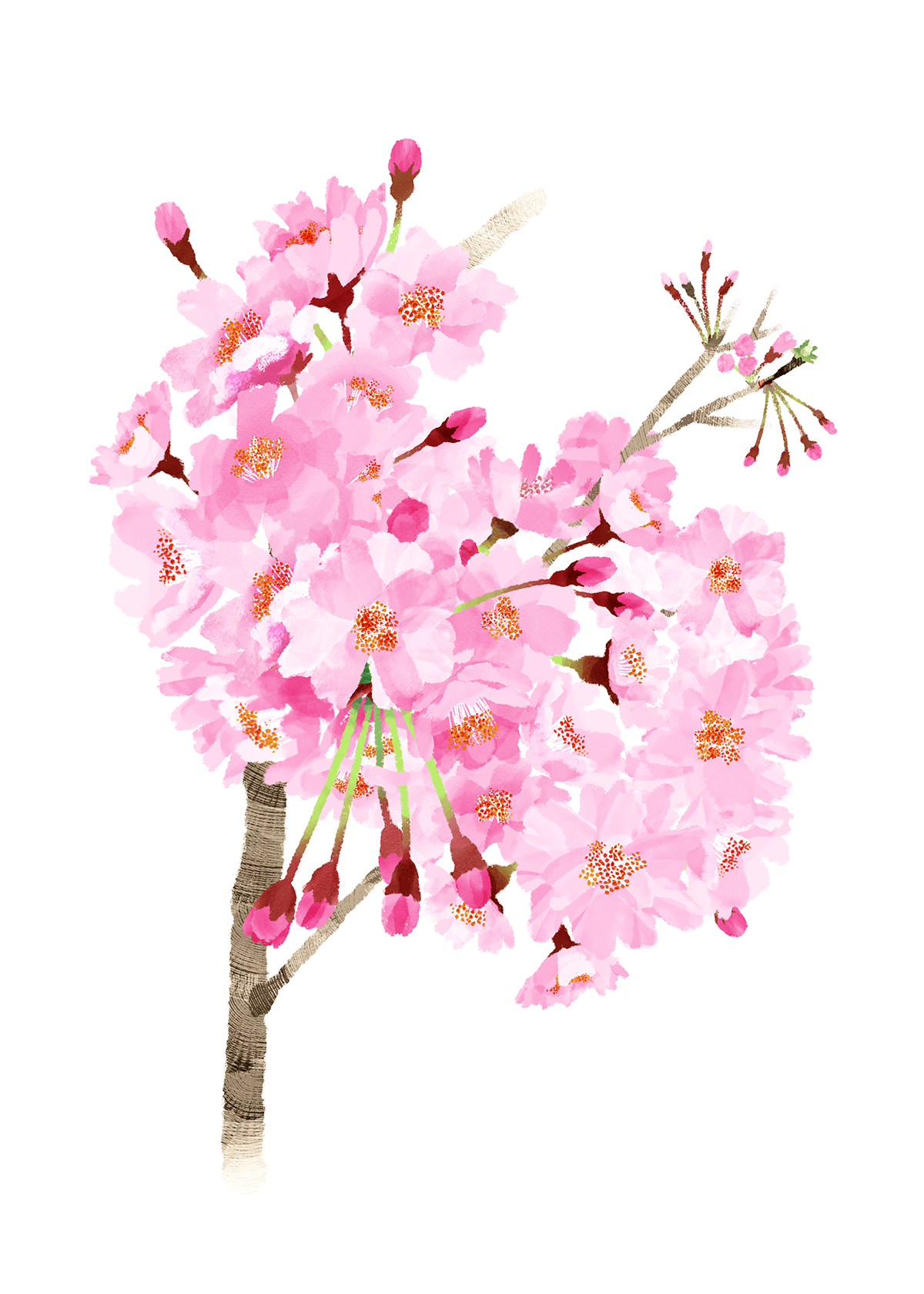 八重桜