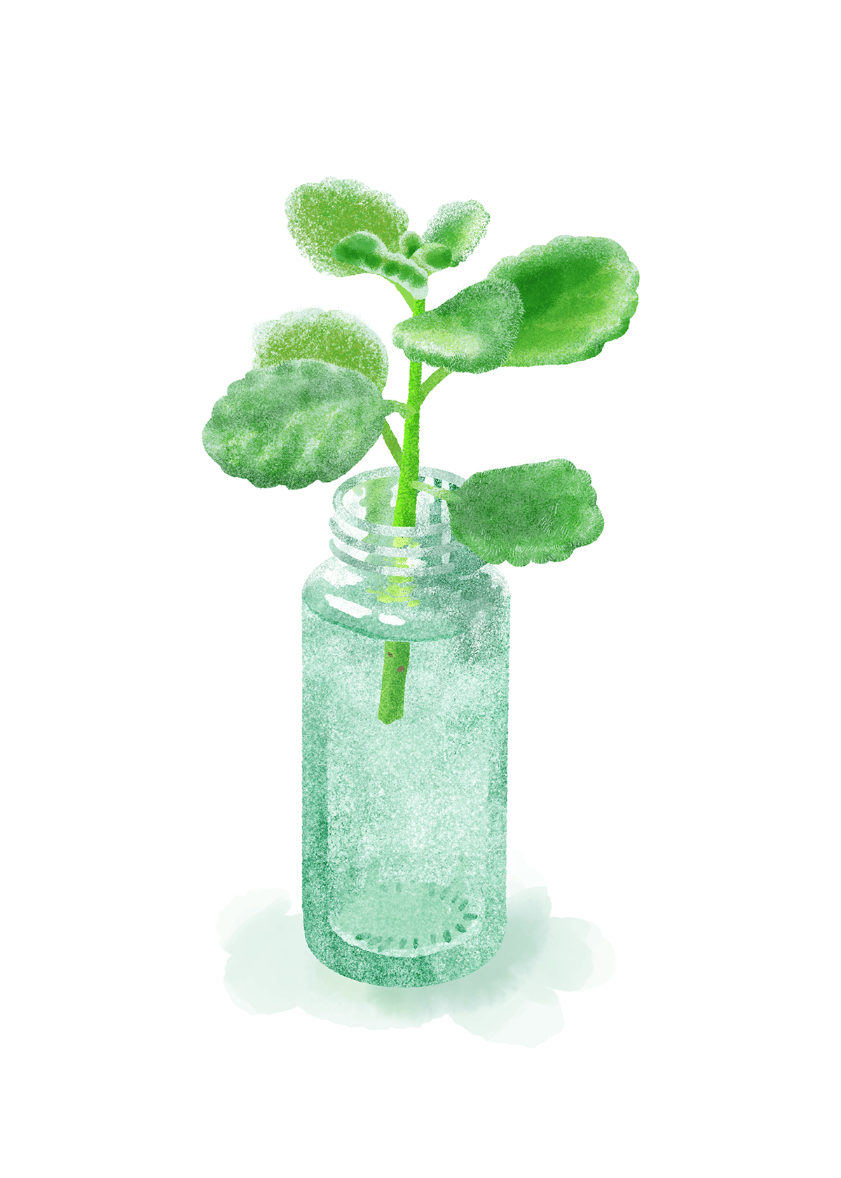 アロマティカス