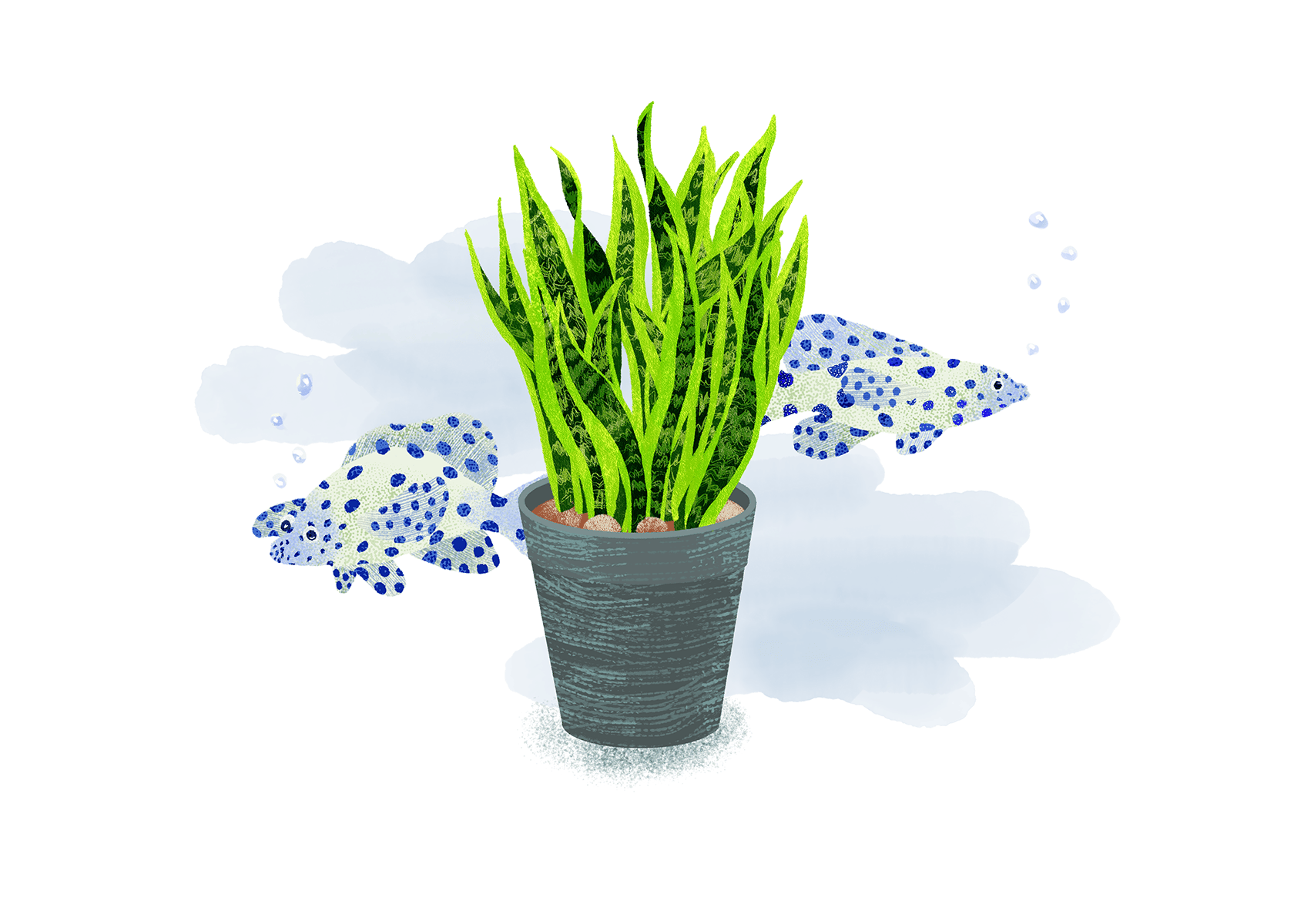 観葉植物とサラサハタ