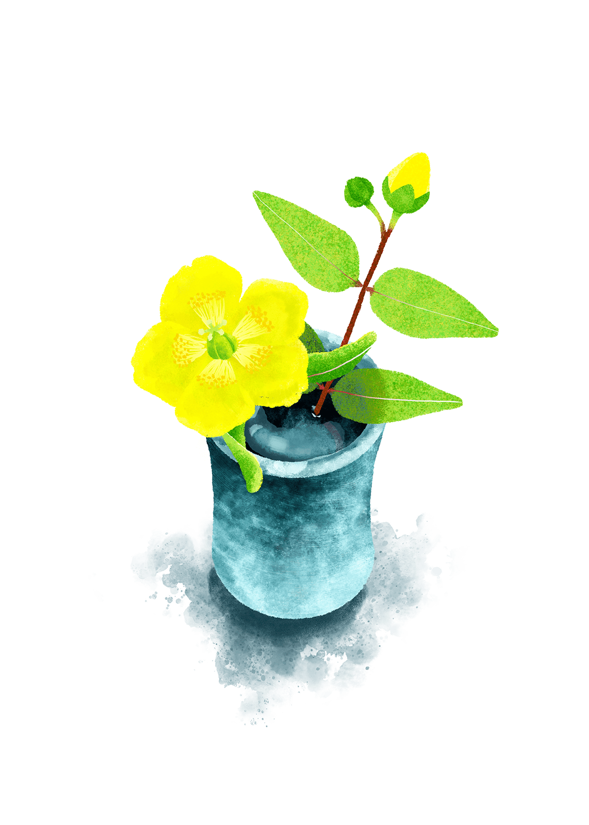 金糸梅（キンシバイ）