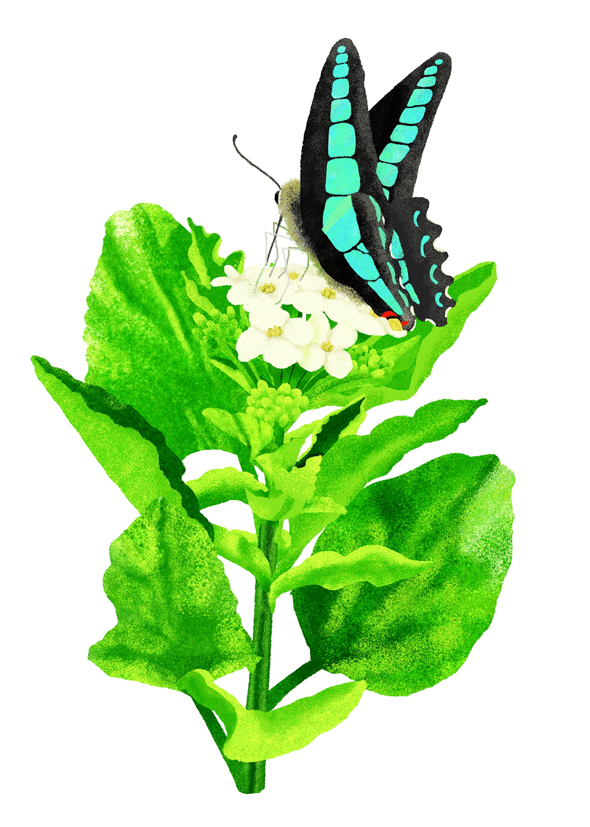 アオスジアゲハ