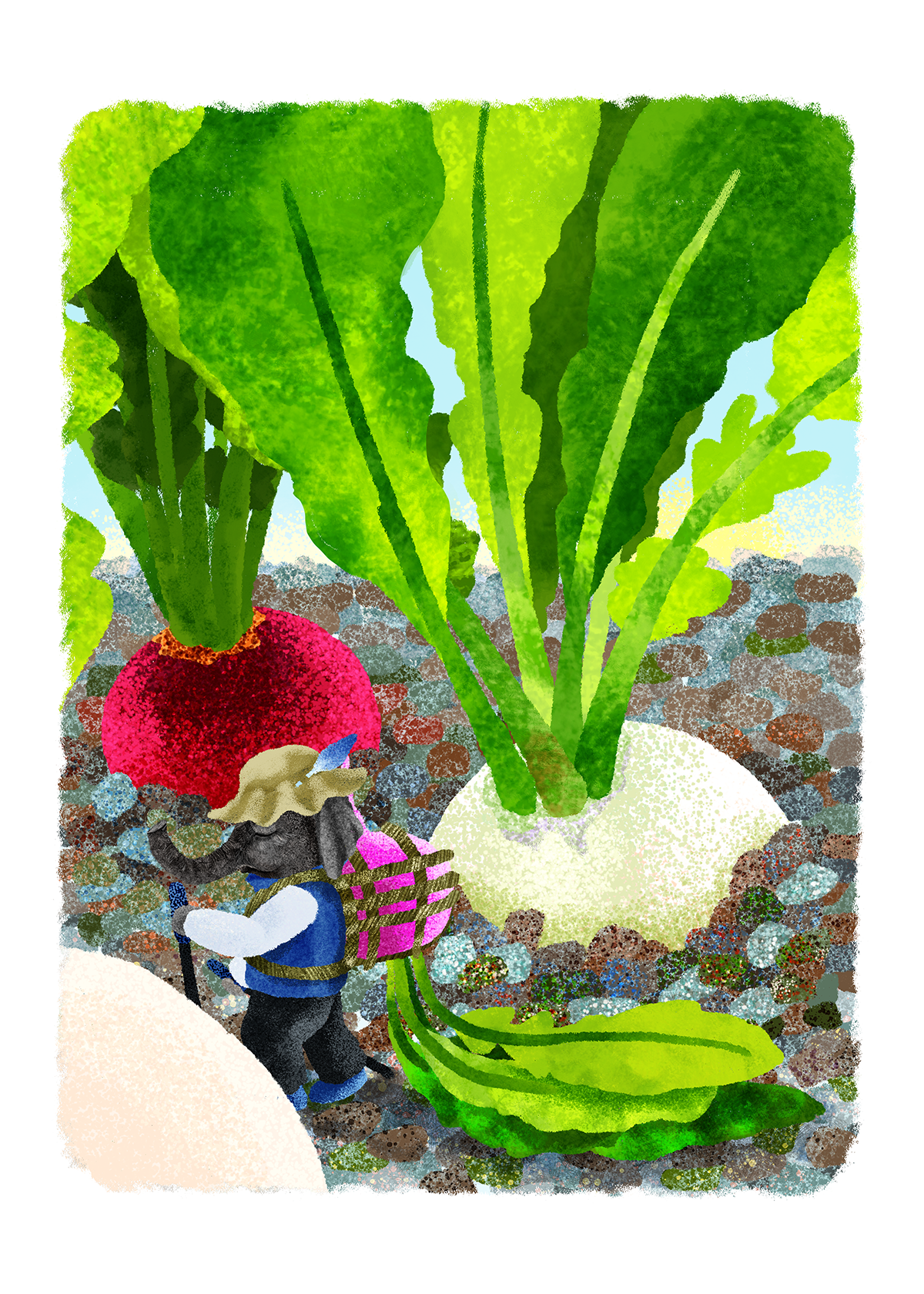 ラディッシュ採り