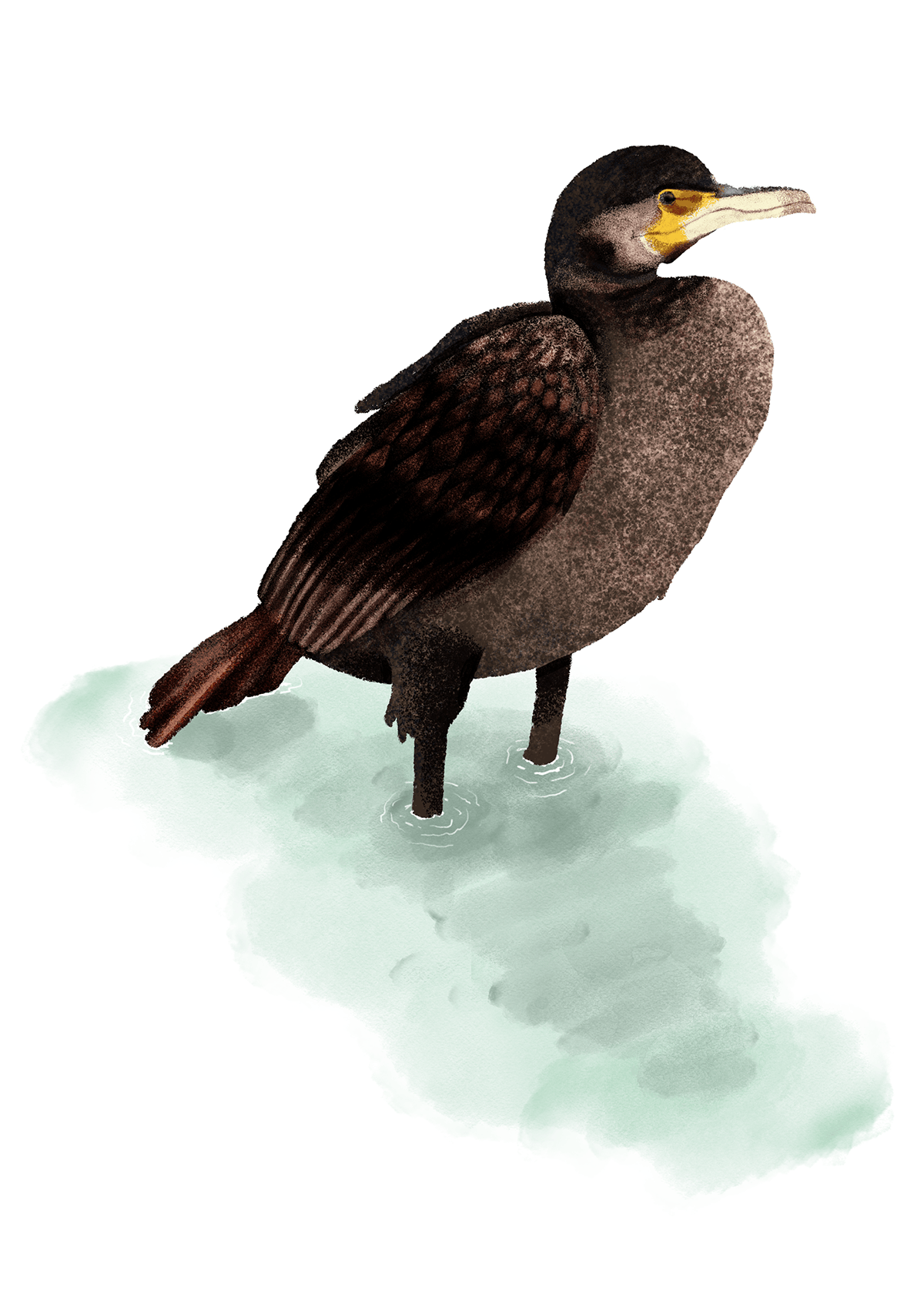カワウ