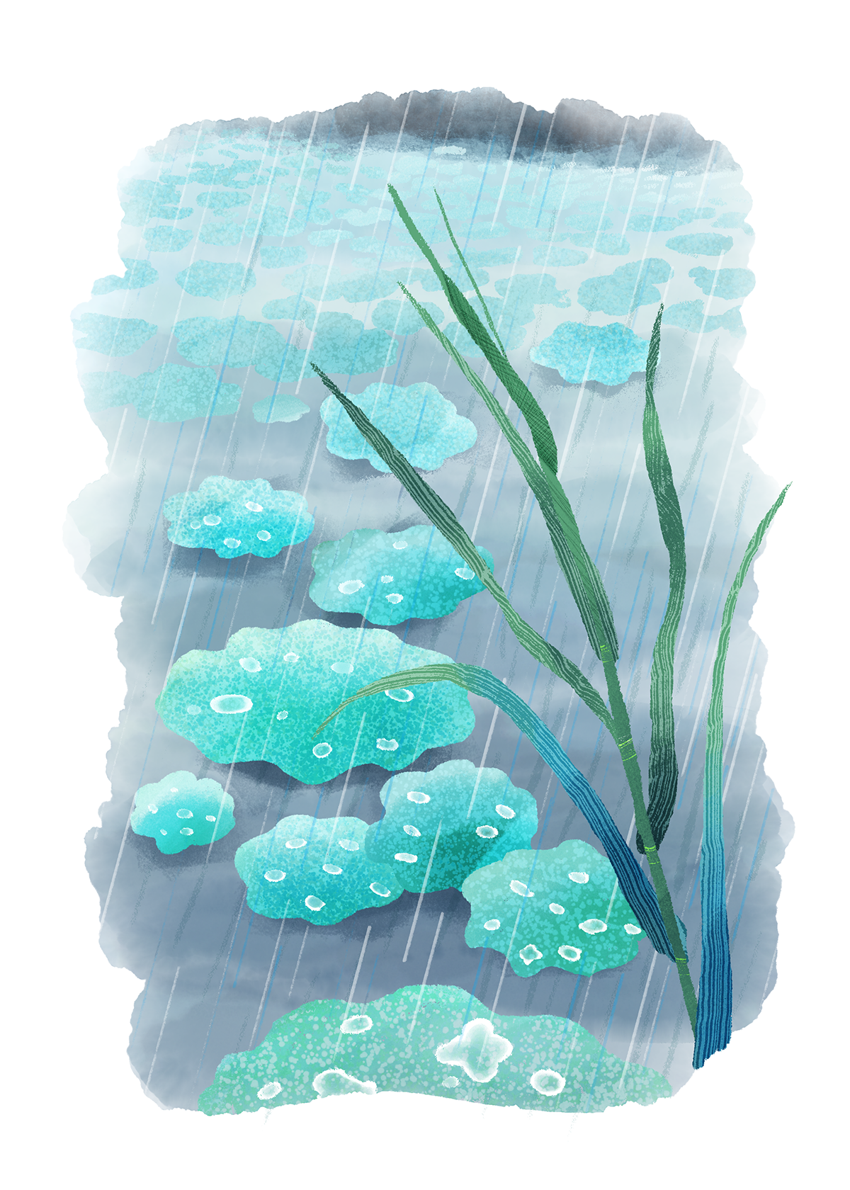 蓮に雨